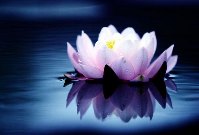 放生需謹言慎行