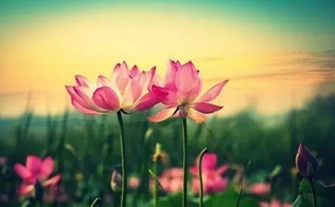 善良不可堅硬，心地不可荒蕪