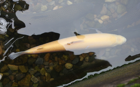 放生善心不要被捕抓者干擾