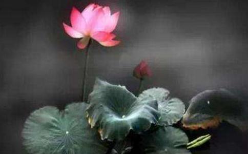 因家有貌美妻子而遭人陷害，結果……