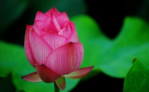 簡要闡述放生的道理