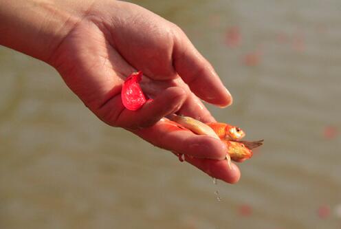 佛教放生的意義、實施與注意事項