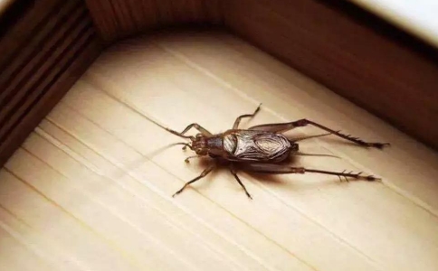 以盎覆蓋不吉蟲