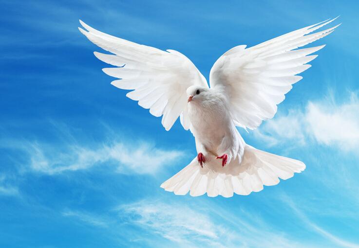 放生一家三口純野生鴿子