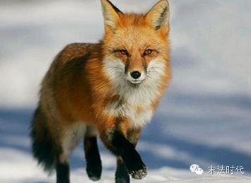 可怕的狐狸復仇