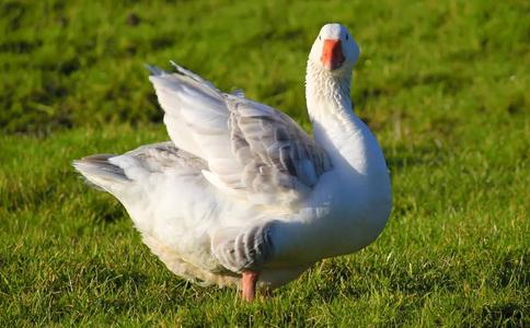 僧人為保護鵝遭毒打，鵝竟這樣報恩！
