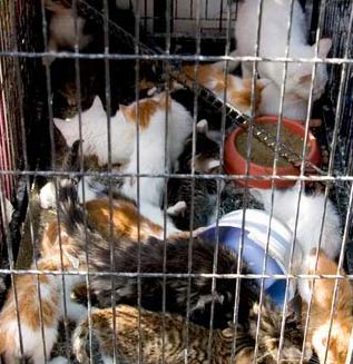 歷經煉獄它們何辜？餐盤里盛滿無盡血淚！