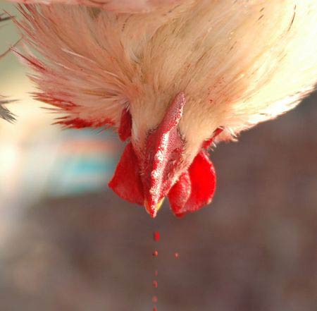親歷屠宰場，殘酷的人間地獄