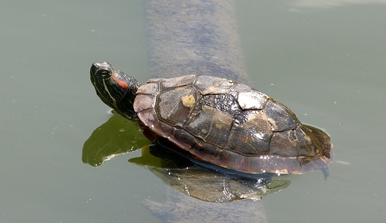 烏龜三磕頭感恩放生