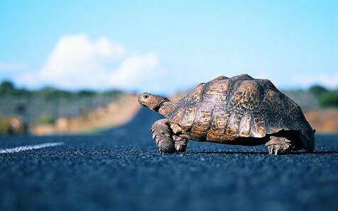 放生的烏龜和泥鰍