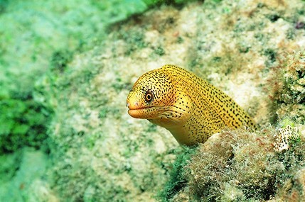 鱔魚報恩 店主改行