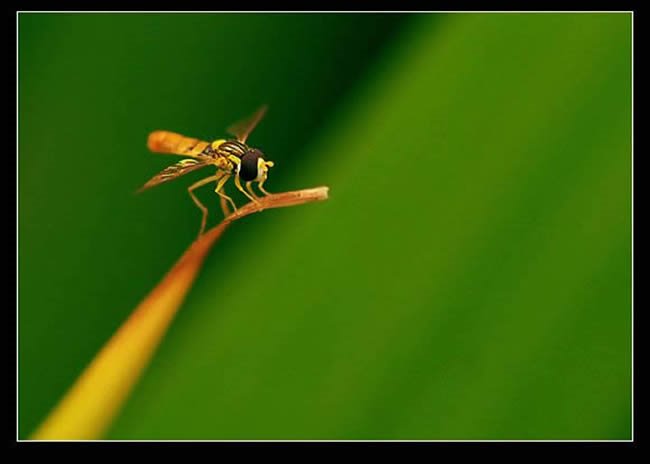 不救一蟲，何以救天下！