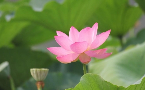 為什麼戒色後總破戒?