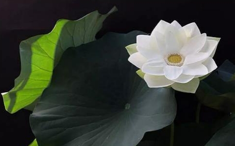 佛陀使克拉無法牢記偈語 重復練習背頌後證得初果