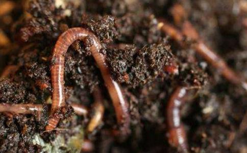 放生蚯蚓的福報功德和注意事項