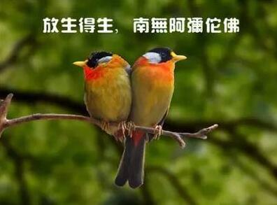 一隻小鳥的幸福命運