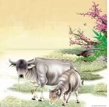 義牛有靈，捨命報恩！