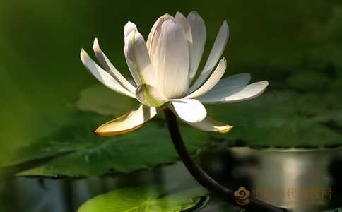 頑倔不馴的車匿