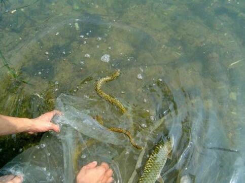 我們切不可盲目放生