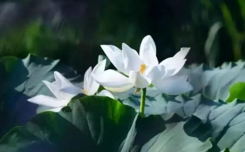 戒色後總破戒該怎麼辦？