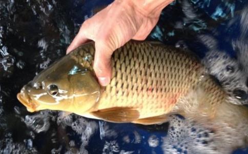 七月宜大量放生魚類！