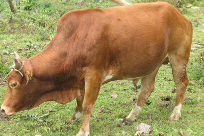 投胎變牛償還宿債