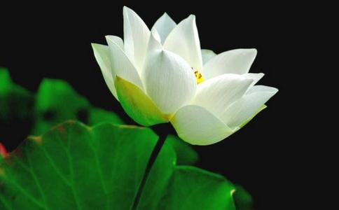 安詳往生的清居比丘