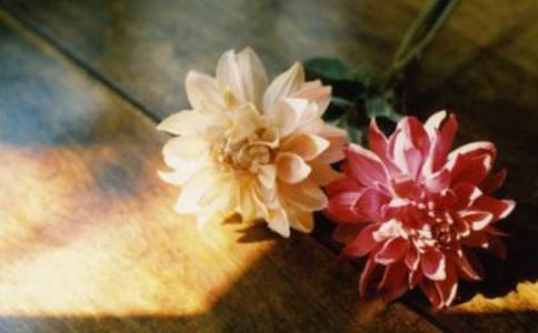 佛法即活法：人間四事不能久長