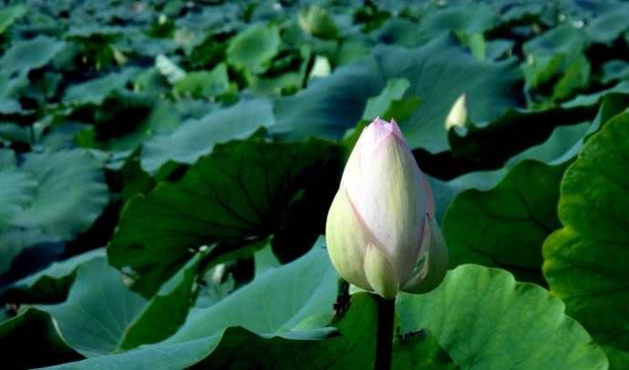 念佛，極樂世界就有我們一朵蓮花