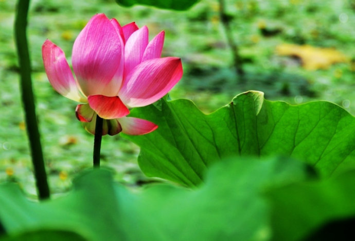 管他什麼青眼白眼