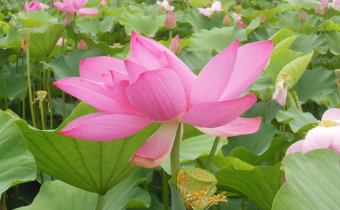 參加放生 凈化心靈