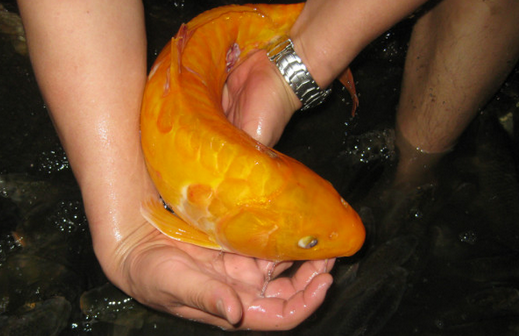 「放生」在佛教中的含義