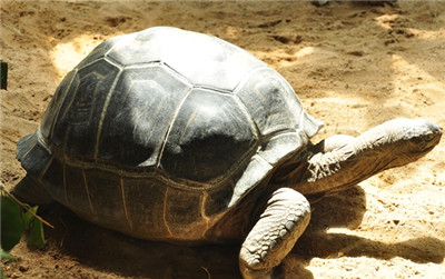 讀放生大龜感悟