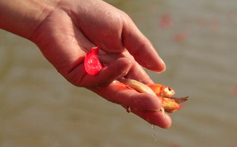 在家居士放生的時候要注意什麼？