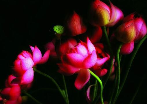 生活中注意細節，避免殺生