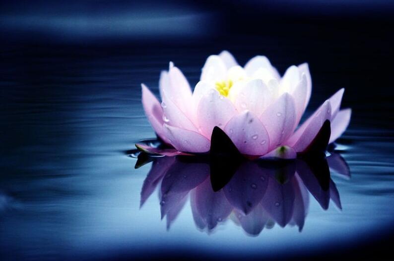 放生要講求正確科學的方法