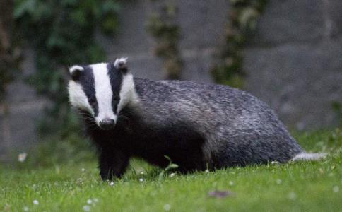 傳說中「全身是寶」的獾！