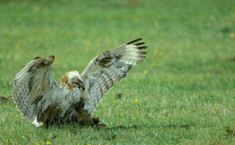 「科學放生」才能杜絕「放生」變「放死」！