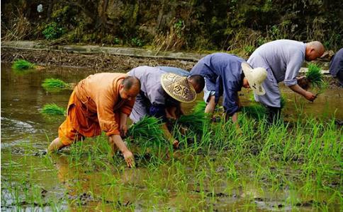 怎樣才能把禾苗插得直直的？