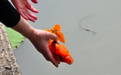 敬告所有放生的師兄！放生鯉魚的好處