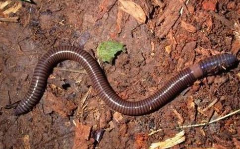 放生蚯蚓的詳細攻略