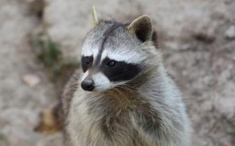 應科學理性的放生野生動物