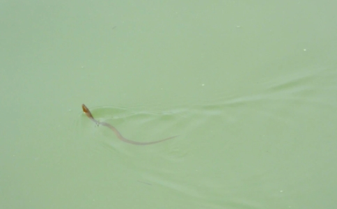 鱔魚放生時需要注意些什麼？