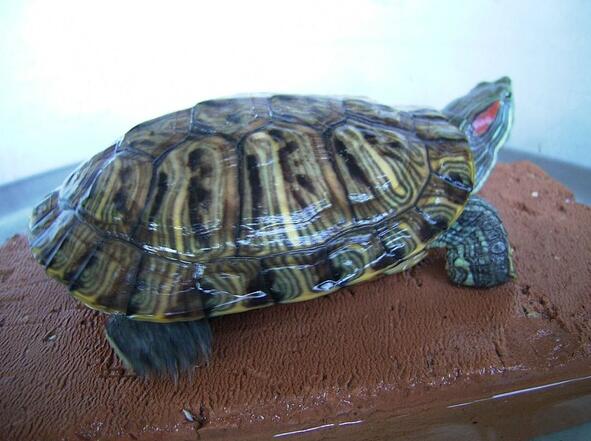 放生的正確態度是什麼