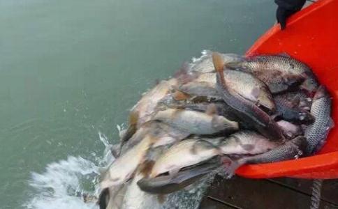 印光大師：關於放生的錯誤知見