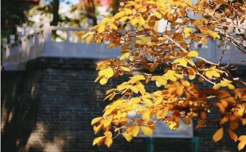 懷玉禪師十劫修行，志在金剛台含笑往生