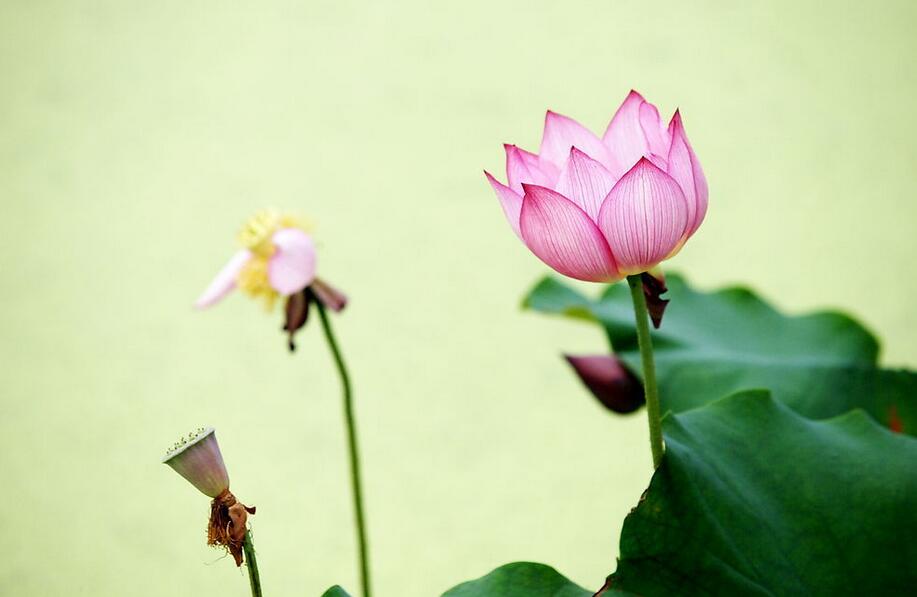 放生時，必須要如理如實做到以下幾點