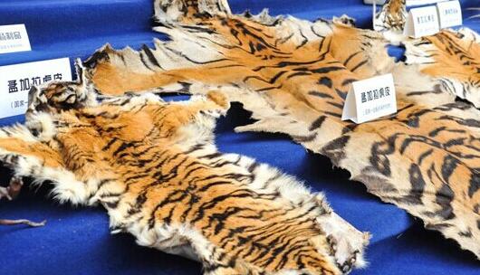 雲南公安集中展示收繳野生動物製品