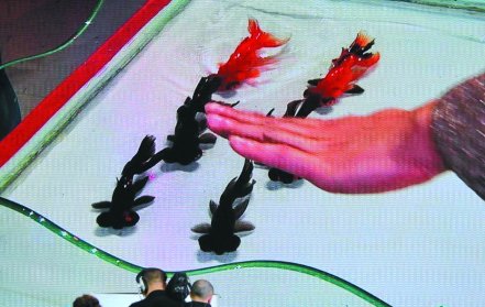 日益活躍的中國保護動物行動叫好