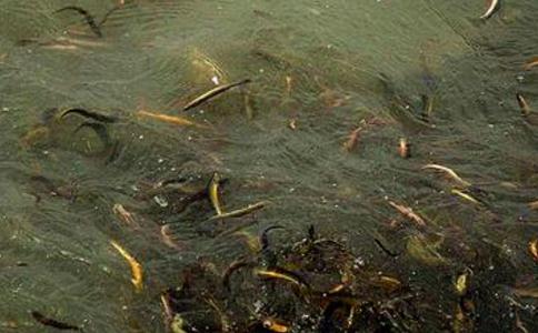 魚塘老闆放生自家上萬條魚